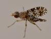Trypetoptera punctulata